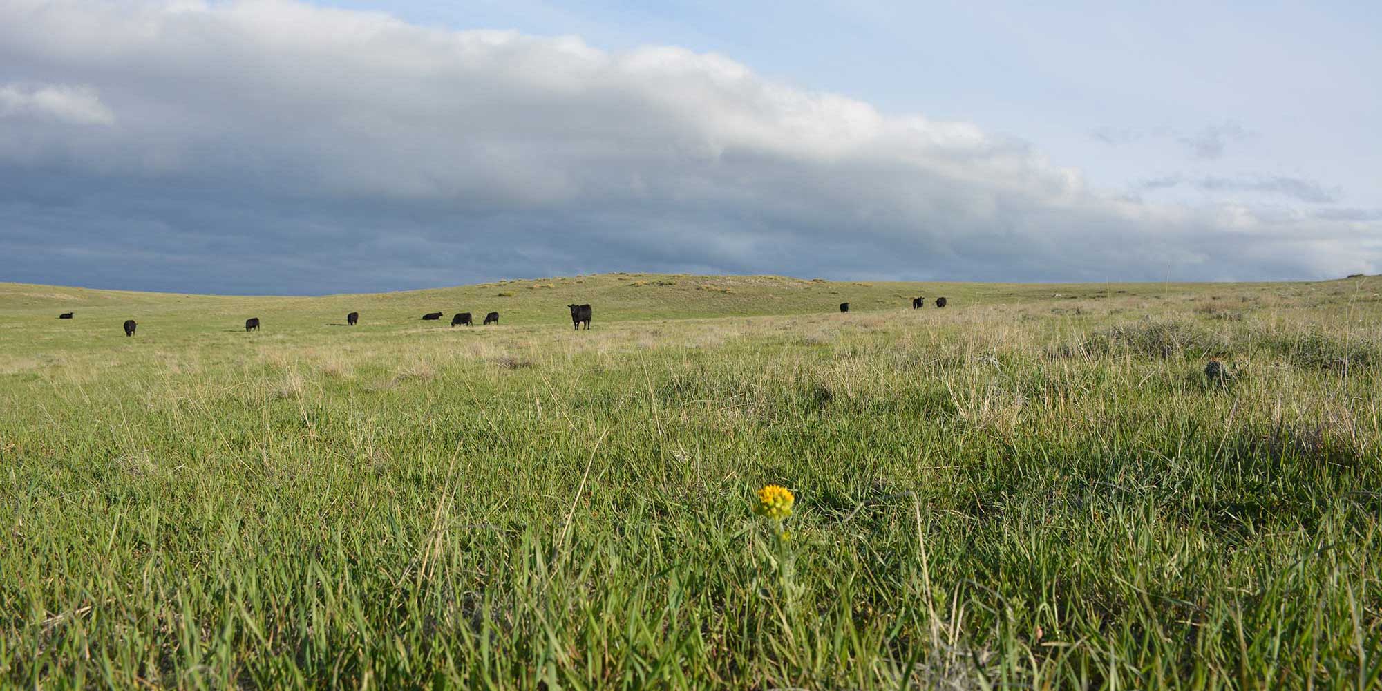 Cows in a field