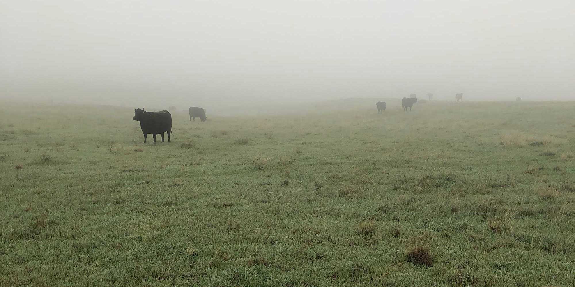 Cows in a foggy field