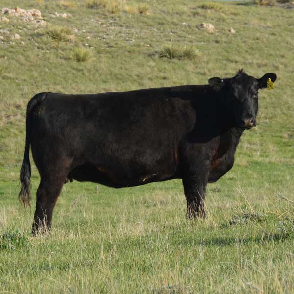 Cow in field